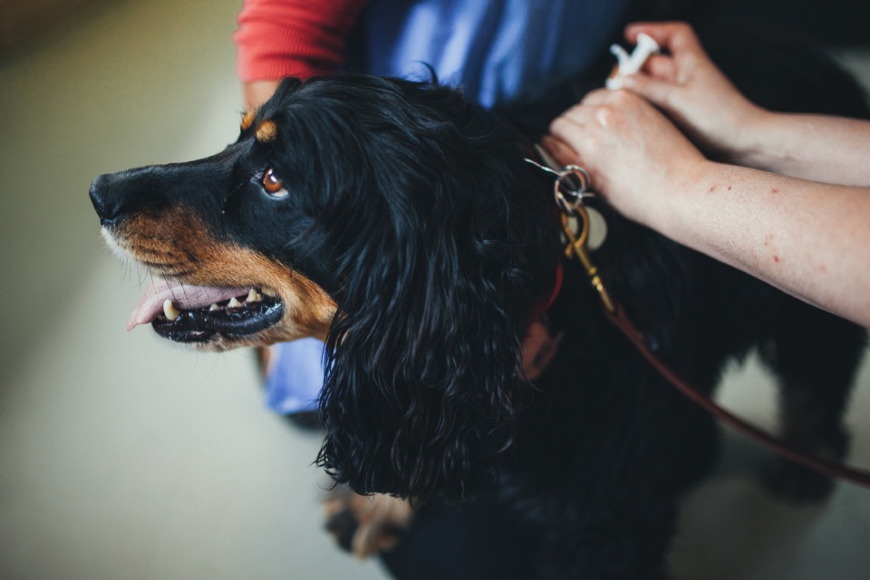 Animal Sterilization Now Mandatory in Laval | Laval Families Magazine | Laval's Family Life Magazine Animal Sterilization Now Mandatory in Laval | Laval Families Magazine | Laval's Family Life Magazine
