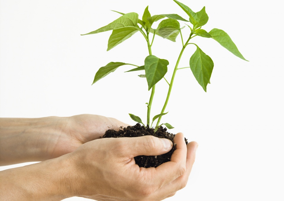 Indoor Herb Gardens for Health and Fun | Laval Families Magazine | Laval's Family Life Magazine Indoor Herb Gardens for Health and Fun | Laval Families Magazine | Laval's Family Life Magazine