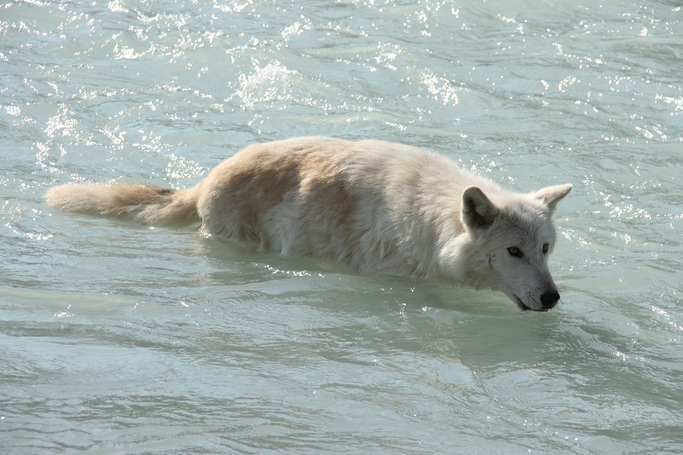 Northern Lights Wolf Centre | Laval Families Magazine | Laval's Family Life Magazine