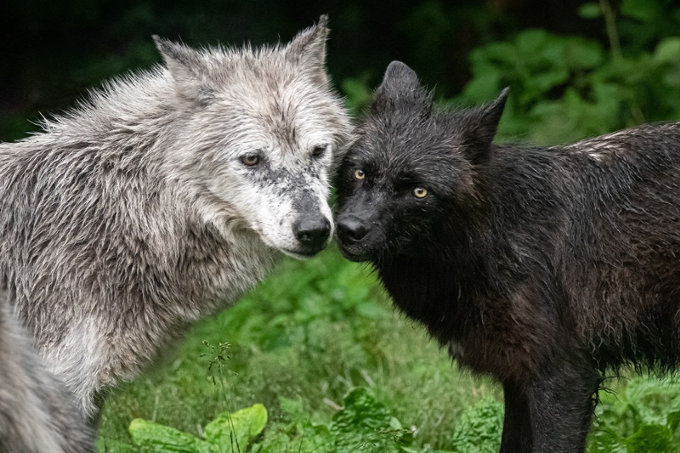 For the Love of Wilderness and Wolves | Laval Families Magazine | Laval's Family Life Magazine For the Love of Wilderness and Wolves | Laval Families Magazine | Laval's Family Life Magazine