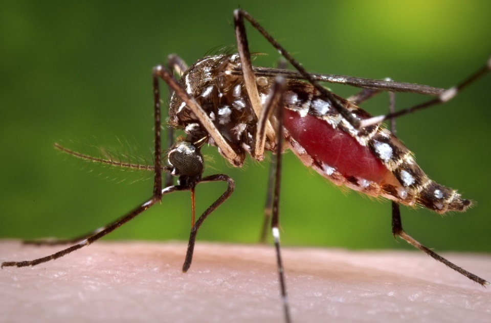 Chikungunya: don’t let a small bite turn into a health problem | Laval Families Magazine | Laval's Family Life Magazine
