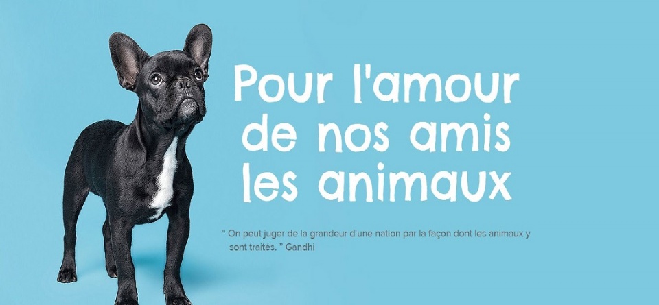 First Animal Exposition in Laval  | Laval Families Magazine | Laval's Family Life Magazine